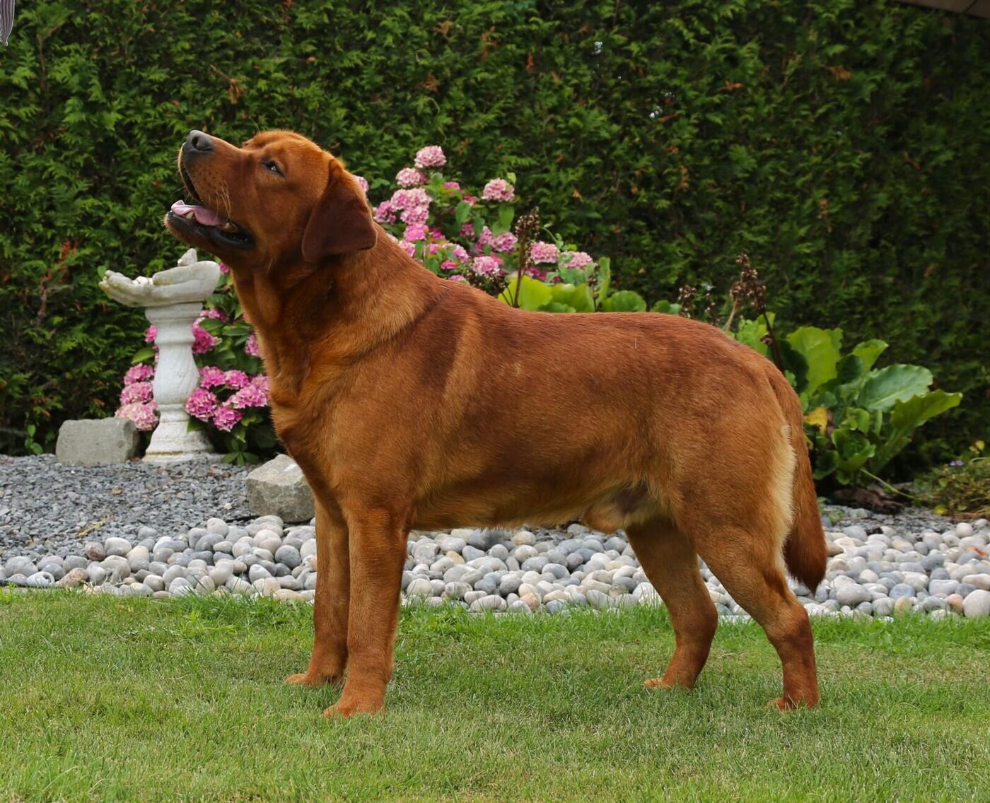 Charlie Kociokwik – foto 4