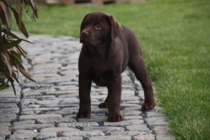 Coco3