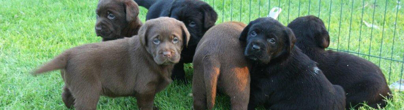 Pups Dolly x Winnie