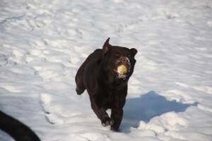 Winnie2