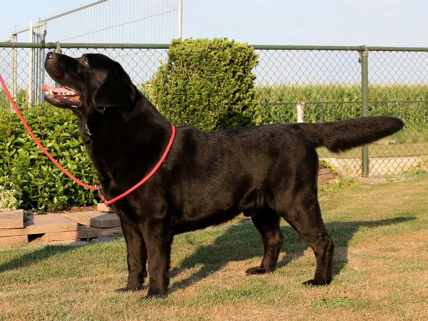 Fast Friend Fantase Blackflowers – foto 4