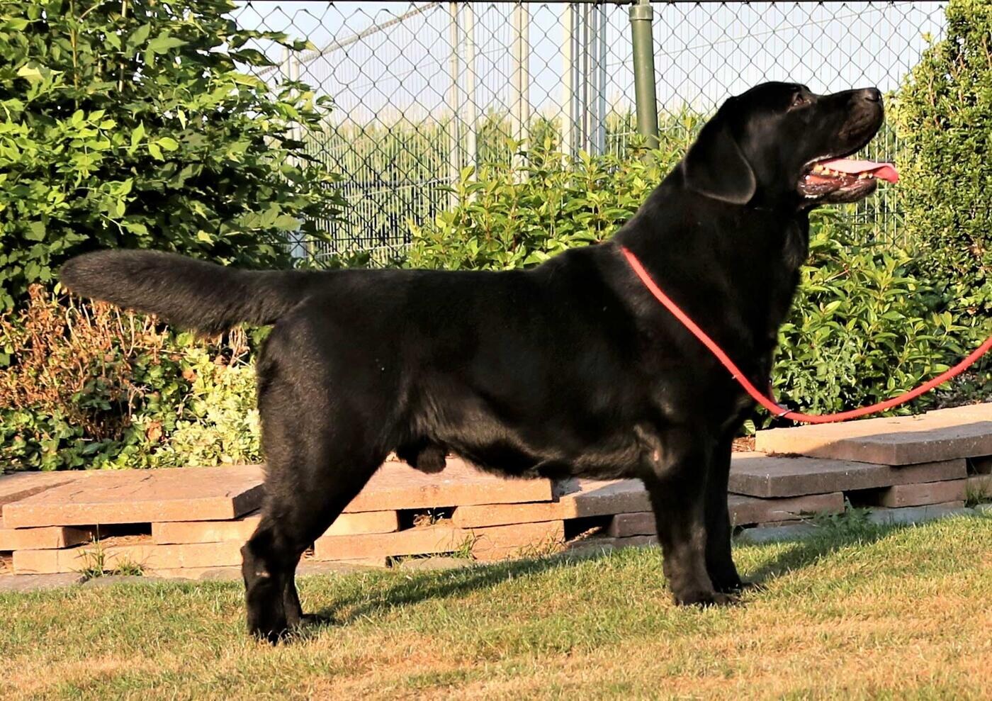 franky_boy-jojamacoshof_labrador