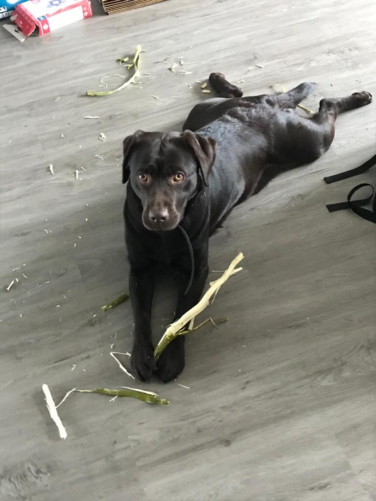 jinte belle labrador