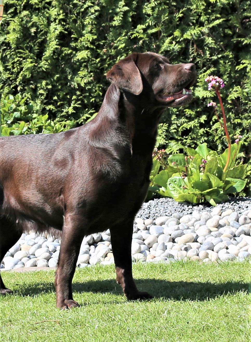 Clear Girl D'N Onderstal – foto 4