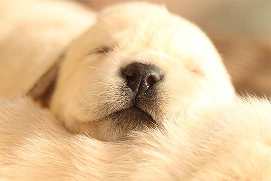 jojamacoshof blonde labrador pup