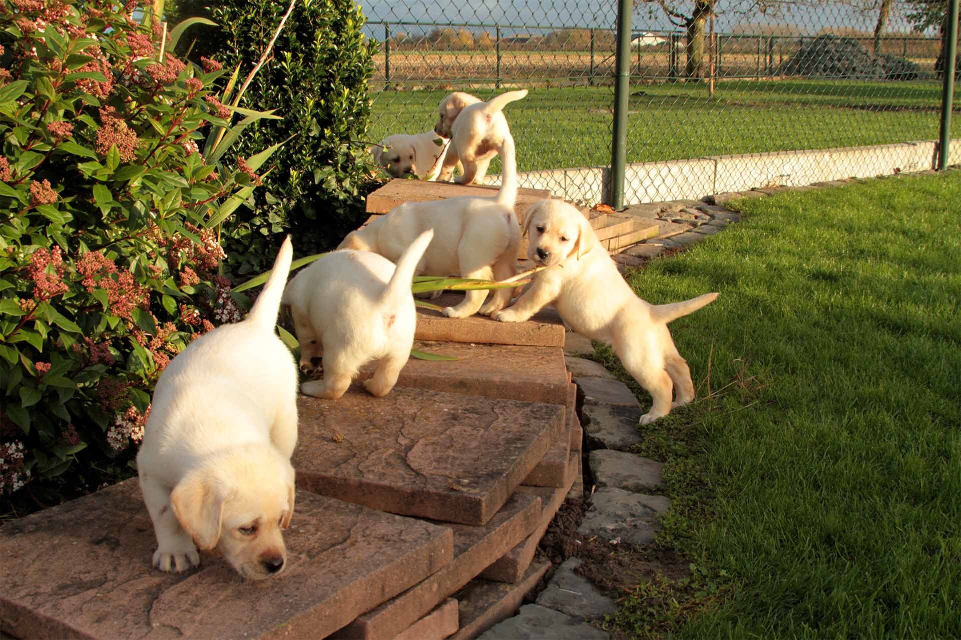 jojamacoshof-labrador-kennel