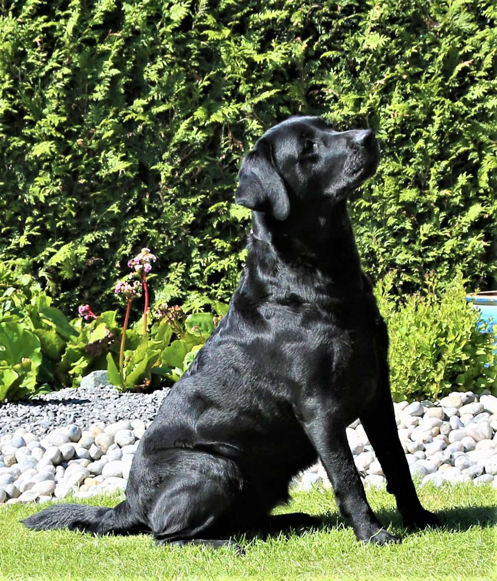 kiki-jojamacoshof-labrador