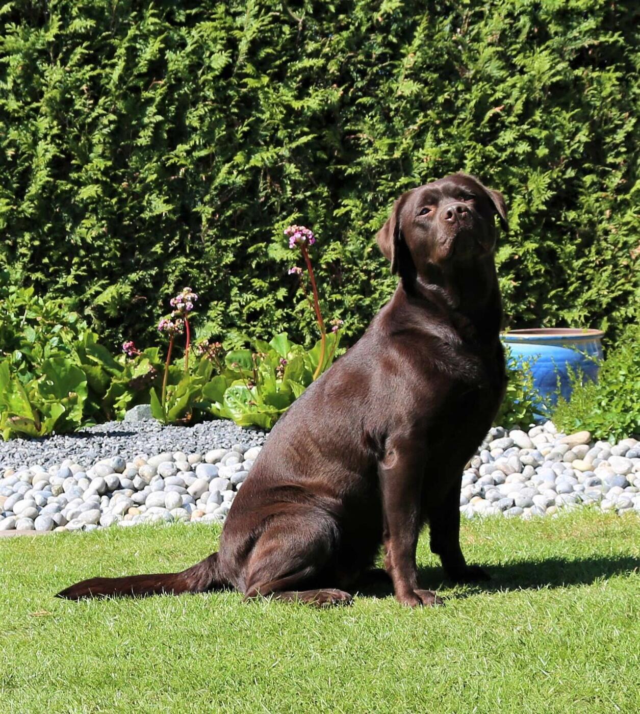 Clear Girl D'N Onderstal – foto 5