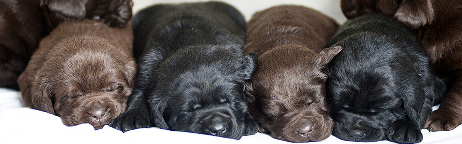 labrador_pup