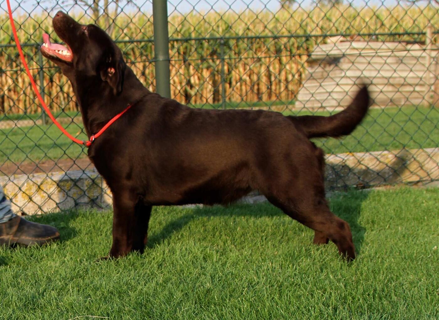 mitzy jojamacoshof labrador