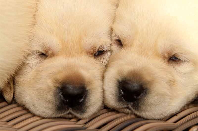 Labradorpups bij JoJaMaCo’s Hof