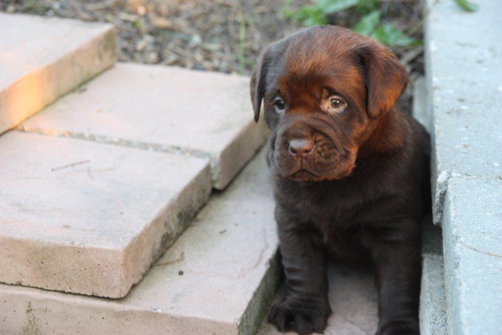 pups Dolly x Winnie 1