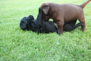 pups Dolly x Winnie 11