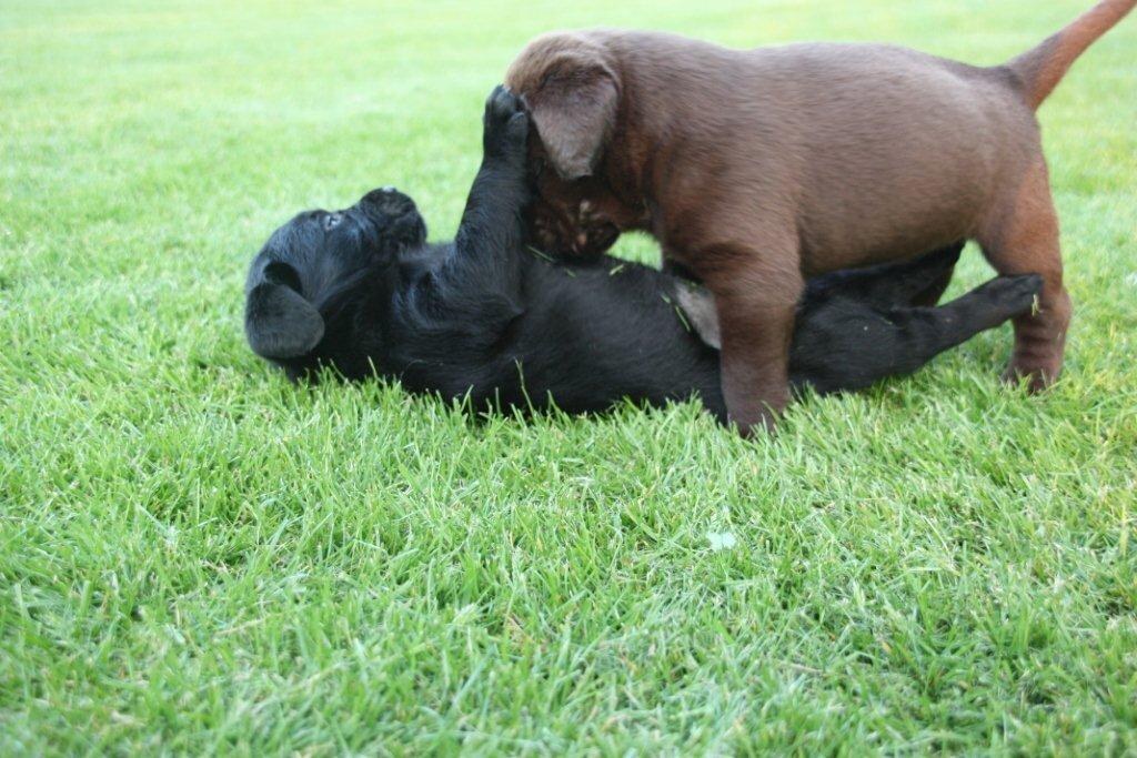 pups Dolly x Winnie 11