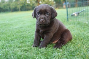 pups Dolly x Winnie 12