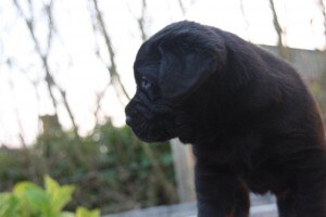 pups Dolly x Winnie 14