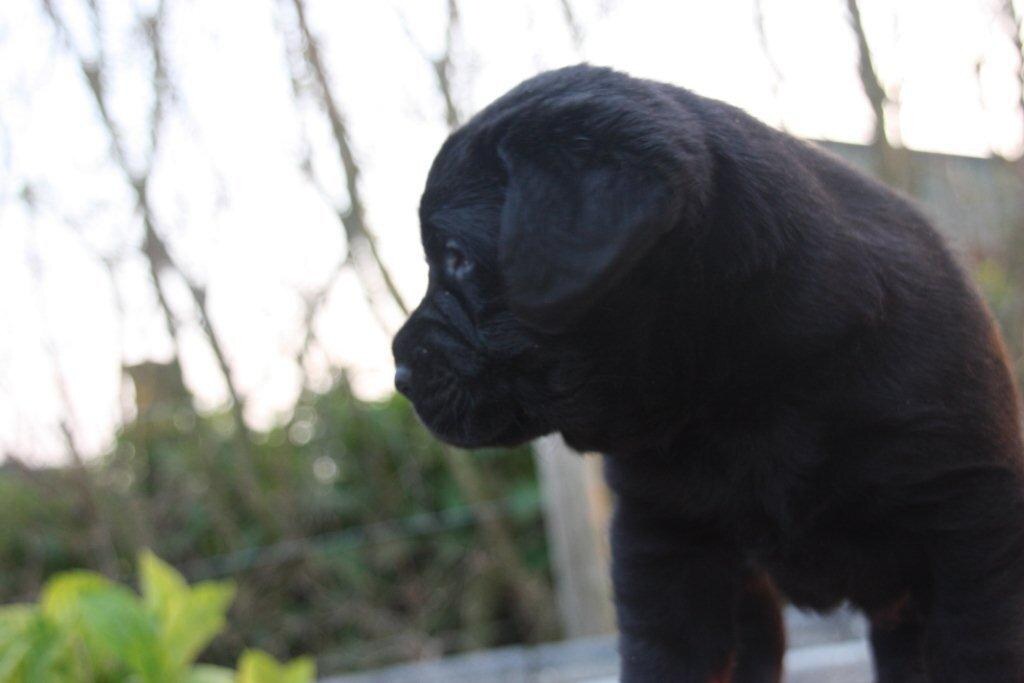 pups Dolly x Winnie 14