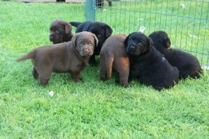 pups Dolly x Winnie 7