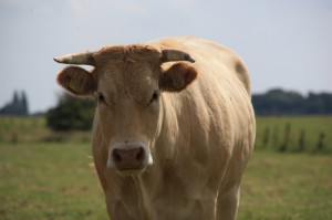 omgeving - een koe in de uiterwaarden